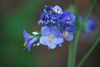 Polemonium caeruleum - jirnice modrá (2)
